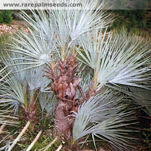 داز - معرفی و راهنمای پرورش و نگهداری درختان زینتی